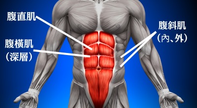 腹肌的解剖結構