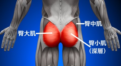 臀肌的解剖結構